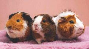 Best Air Purifier For Guinea Pigs