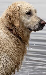 Image showing a wet dog